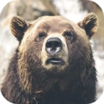 bear wallpapers android application logo